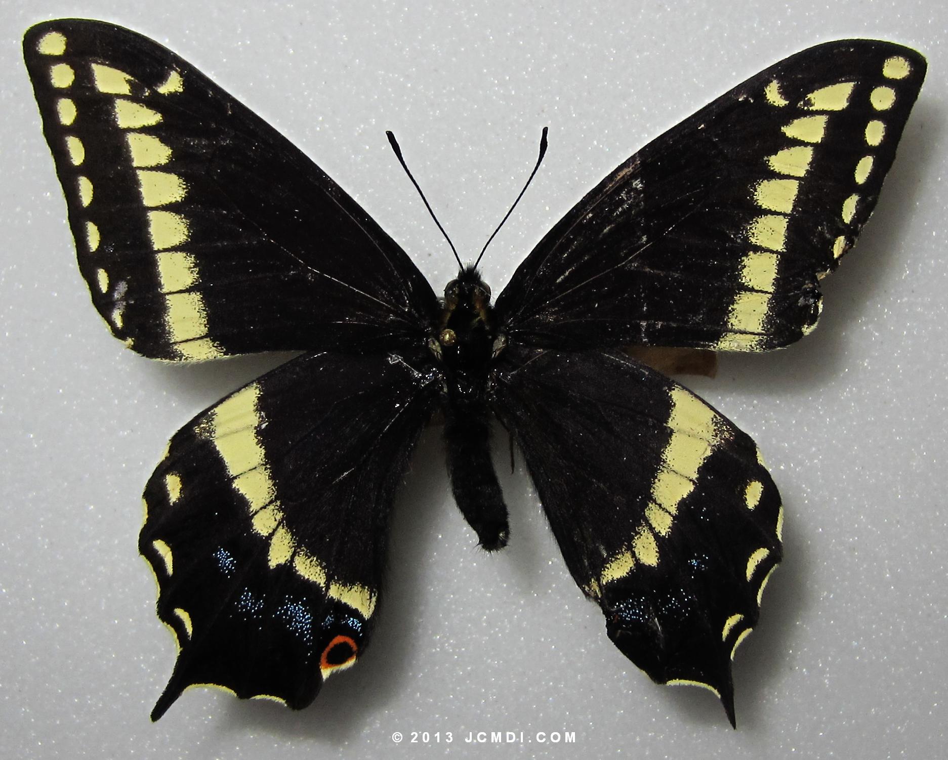 Papilio indra calcicola intergrade (Aberrant)
